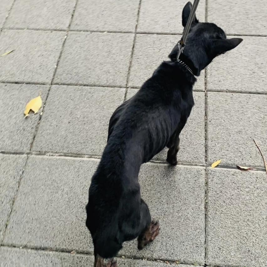 Cindy, a skeletal stray dog picked up from a Taipei City pavement