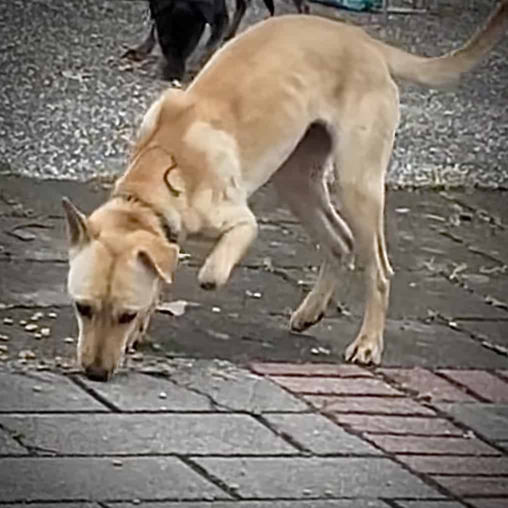 Kiwi, a stray dog with a wire snare cutting into her neck and a front foot already lost