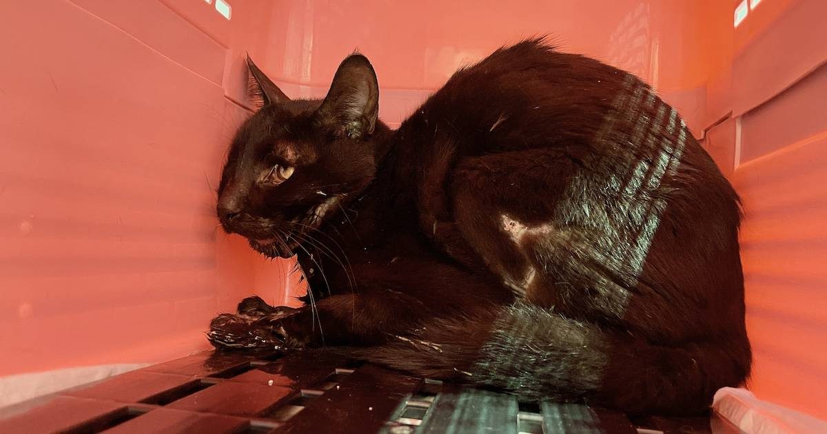 Plaza, a blind stray cat rescued in a coastal village in northern Taiwan