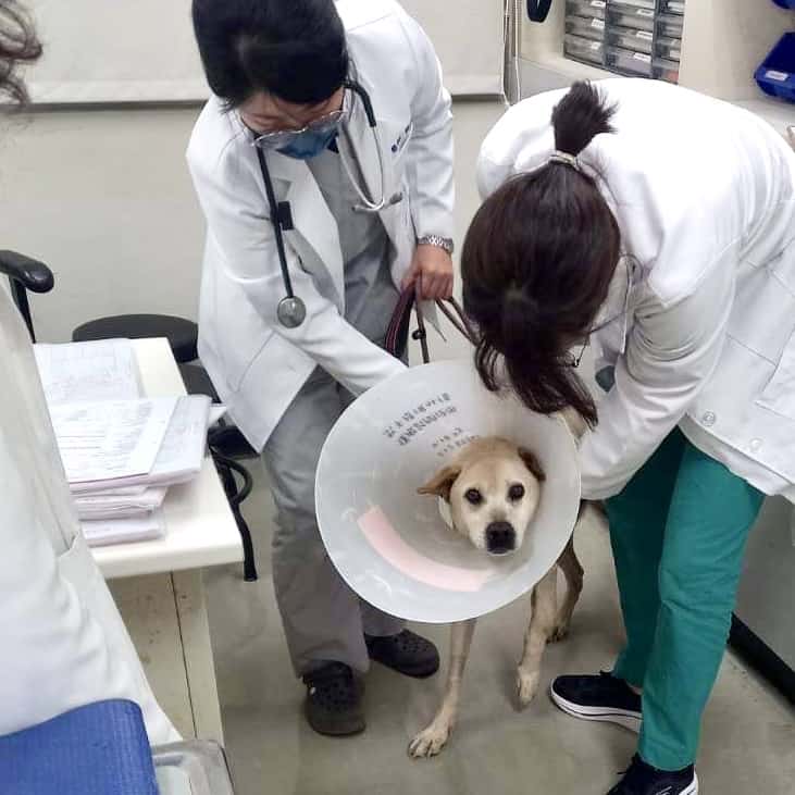 Cassidy, an older stray dog recovering from a badly broken leg