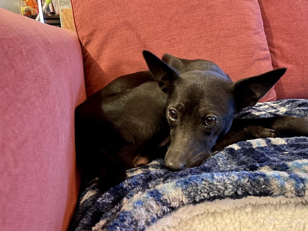 Mary the rescued mother dog resting on a sofa with her puppies nearby