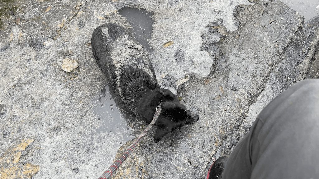 Oh-She, a dog rescued from a holding pond of waste water and sludge