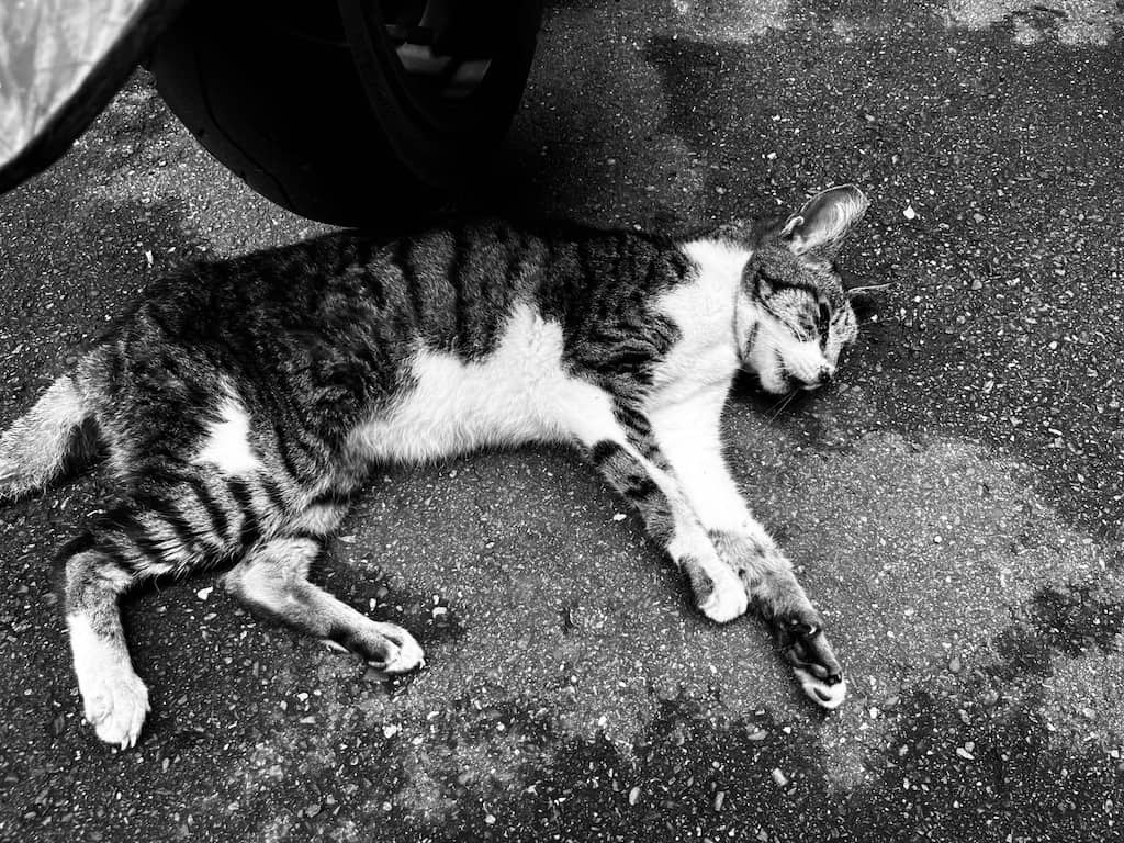 Joan, a stray cat found collapsed in an alley on a 35-degree day