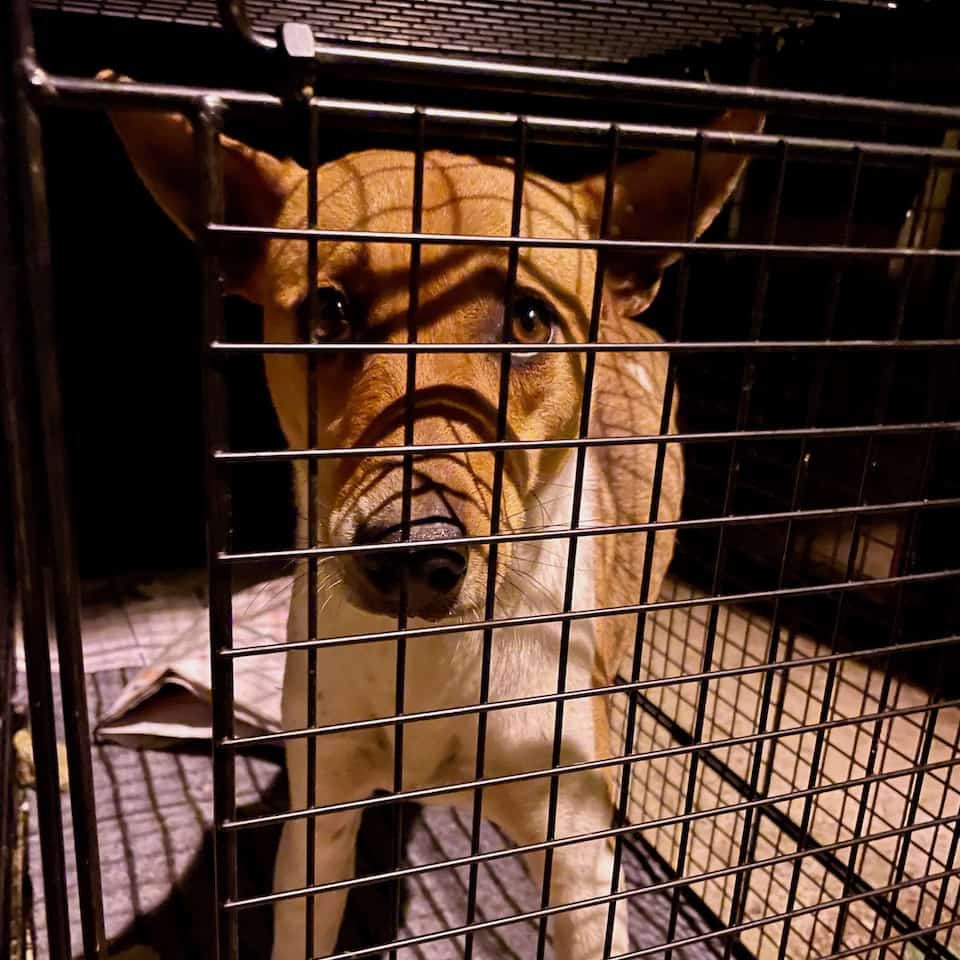 Stella, a snare-maimed stray dog, before her rescue in northern Taiwan