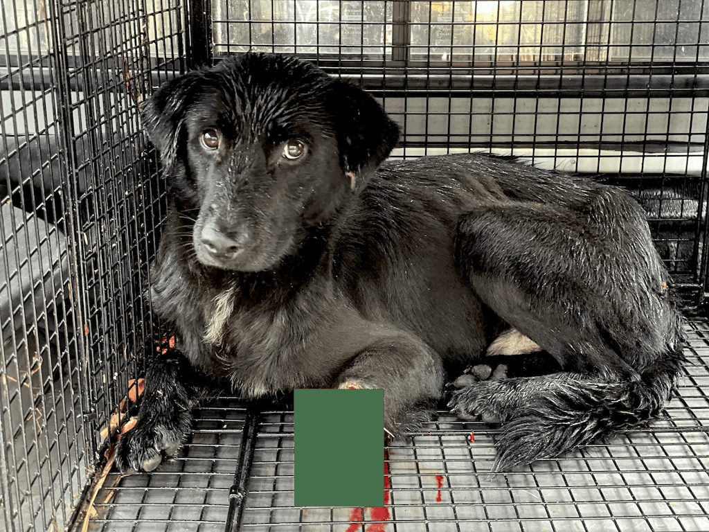 Albert, a stray dog maimed by a wire snare on YangMing Mountain