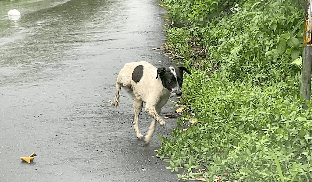 Romeo, a two-footed stray dog, in the rain in northern Taiwan
