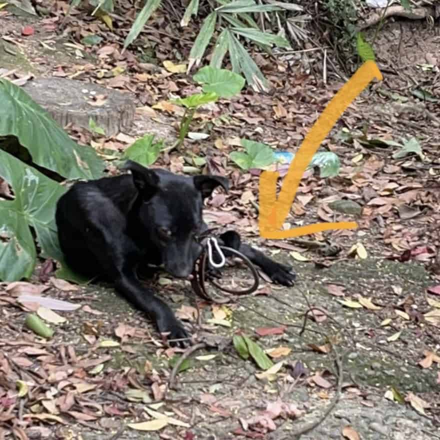 Jinny, a seven-month-old stray dog caught in a gin trap on a mountain road near Taipei