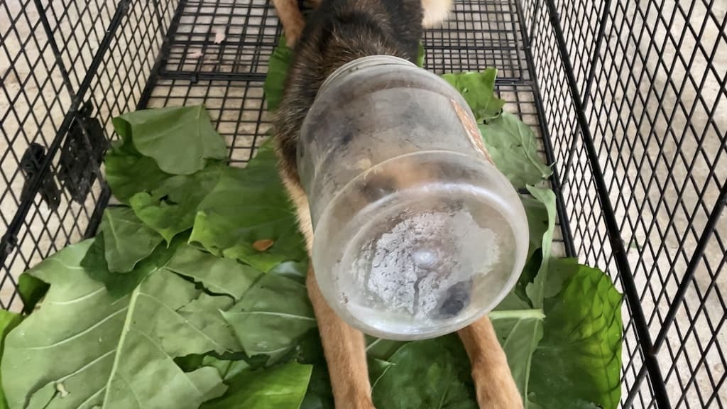 Pickle, a young stray dog who spent almost a week with a plastic jar stuck on his head