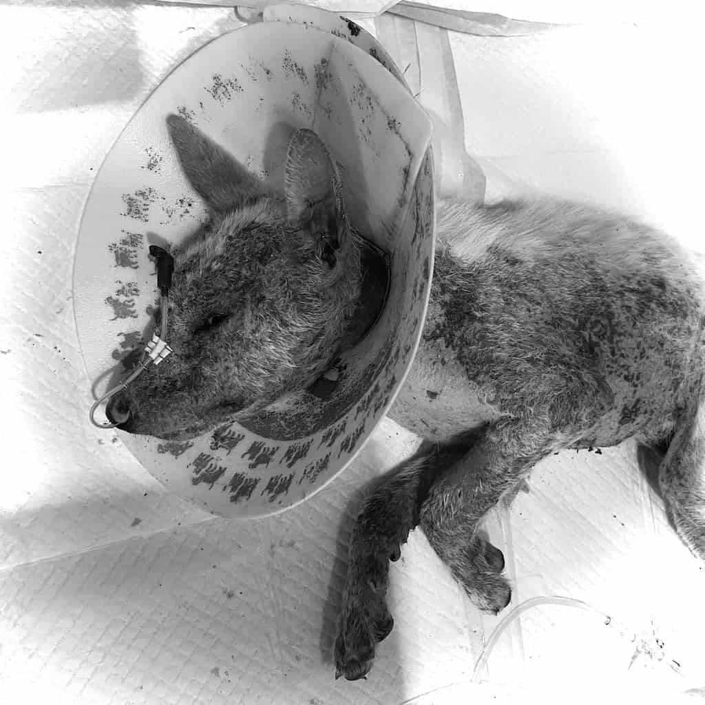 Luna, the rescued puppy, who died at the veterinary hospital