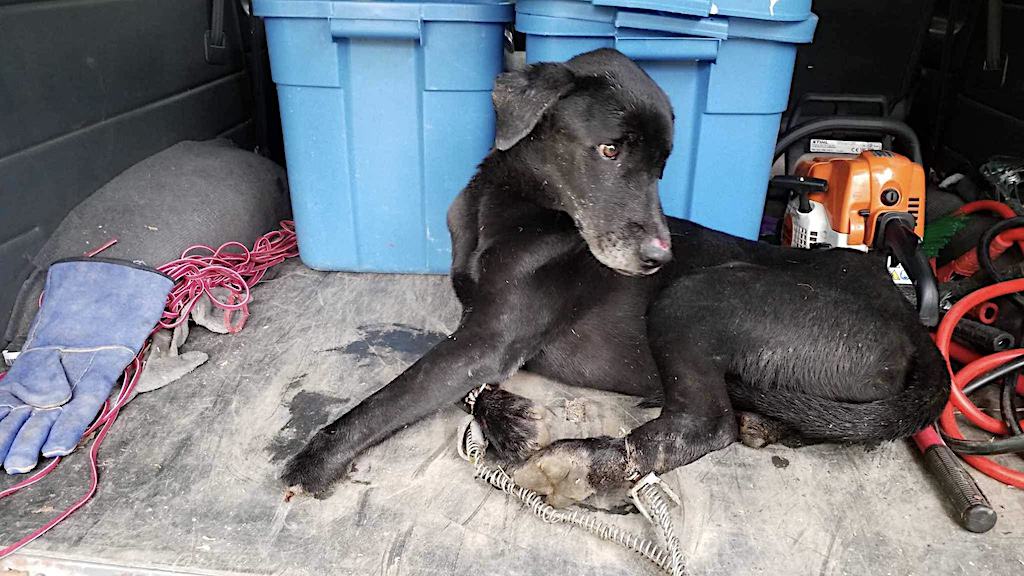 Sir Viver, a stray dog who lost his feet to wire snares in southeastern Taiwan