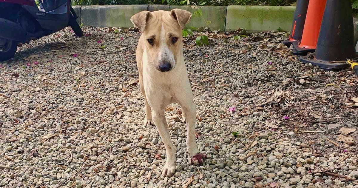 Bamboo, a young stray dog maimed by a wire snare