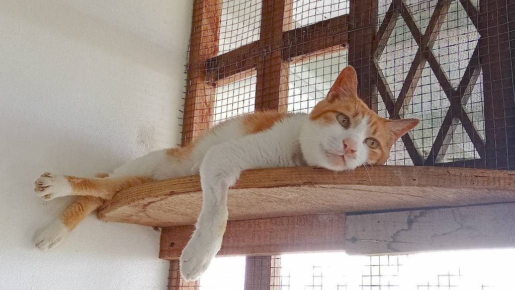 Sparkles, a rescued cat being treated for kidney failure and a severe dental infection