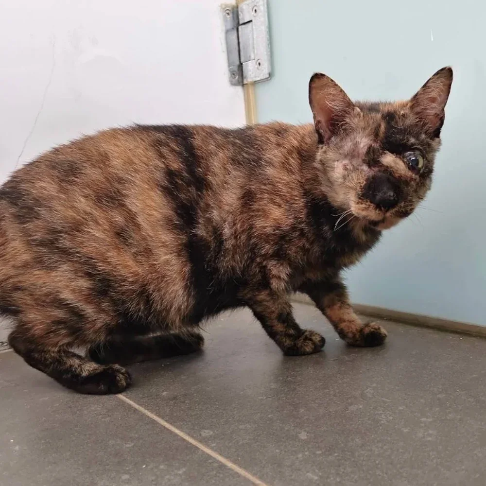 Stevie, a tortoiseshell cat, standing against a pale wall. The fur around her eyes and nose is thin and scarred, and her left eye is clouded.