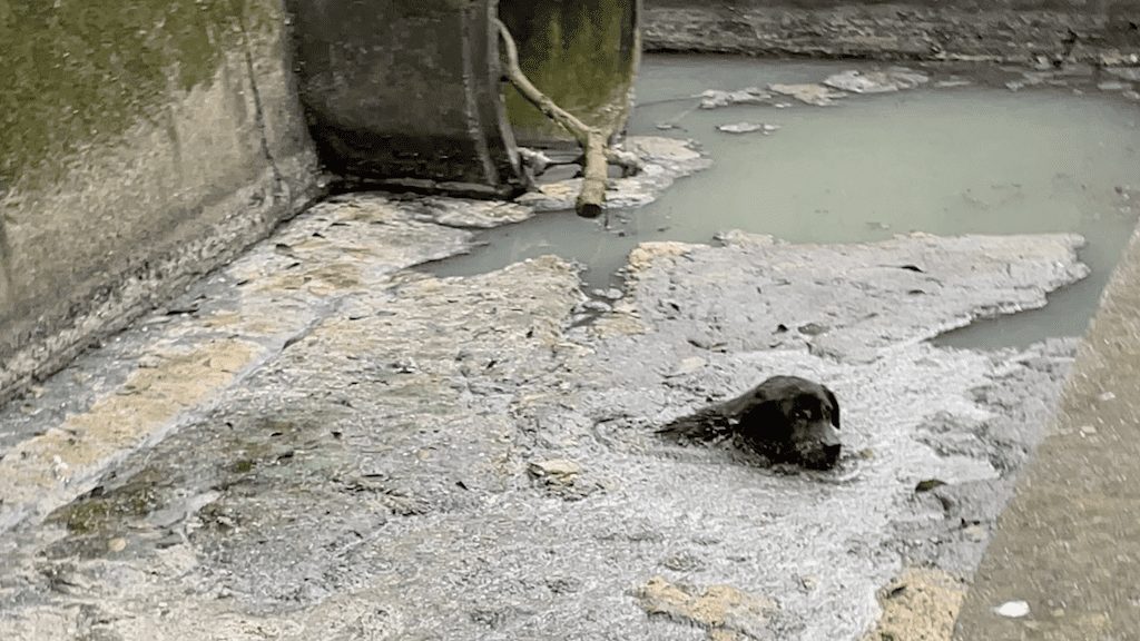 A stray dog trapped in a deep drain of factory run-off, barely keeping her head above the water