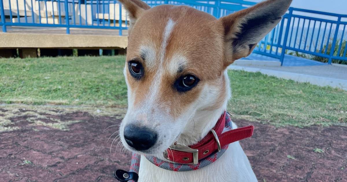 Turbo, a stray dog found living in a wind-turbine park on the northern tip of Taiwan