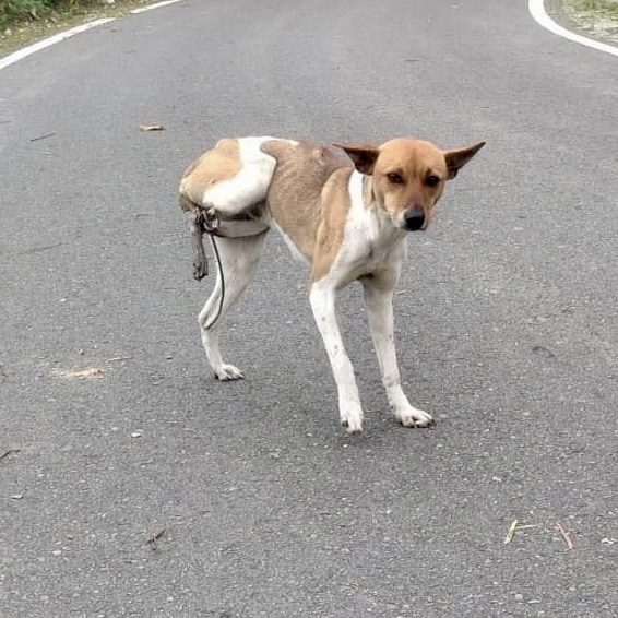 Two snare-maimed stray dogs on a mountain road in central Taiwan
