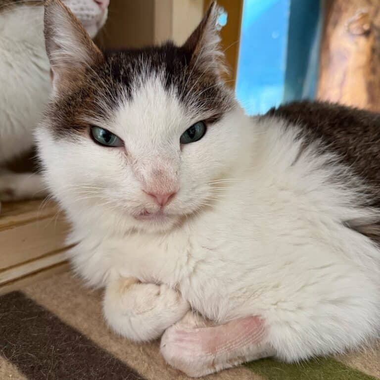 Mel, a white and tabby cat, lying indoors