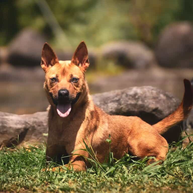 Ocean, a tan mixed-breed dog, lying on grass