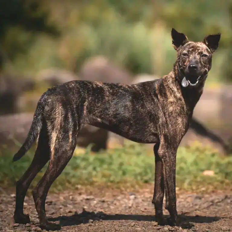 Ringa, a brindle mixed-breed dog, standing on a grassy path